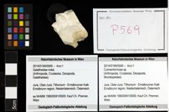 Foto (Objekt + Etiketten) von Culmenformosa sp. 